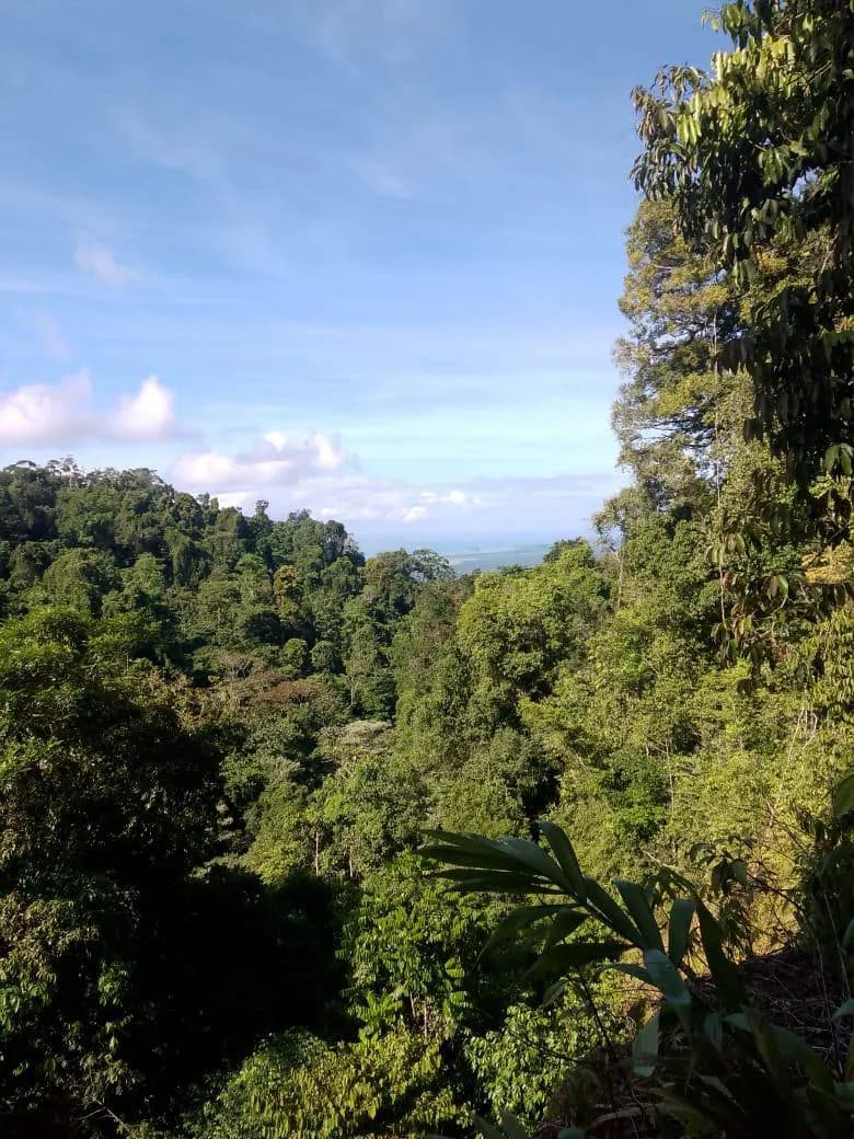 Finca de Bosque Primario, Quepos, Savegre — foto 2