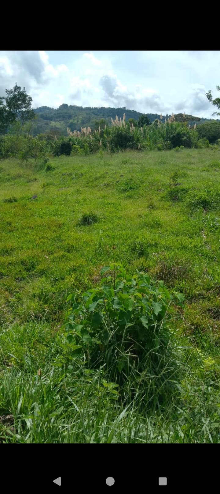 Finca de 4 hectáreas — foto 5