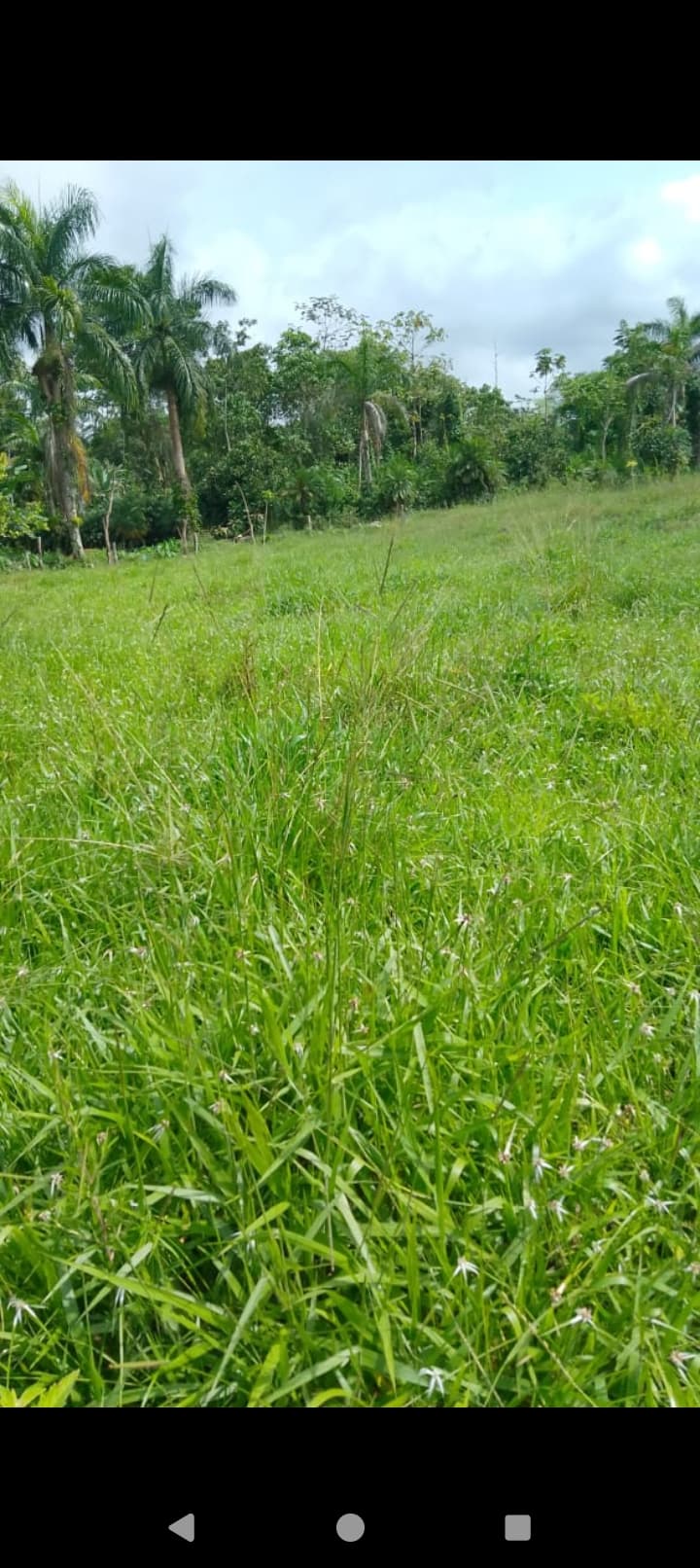 Finca de 4 hectáreas — foto 4