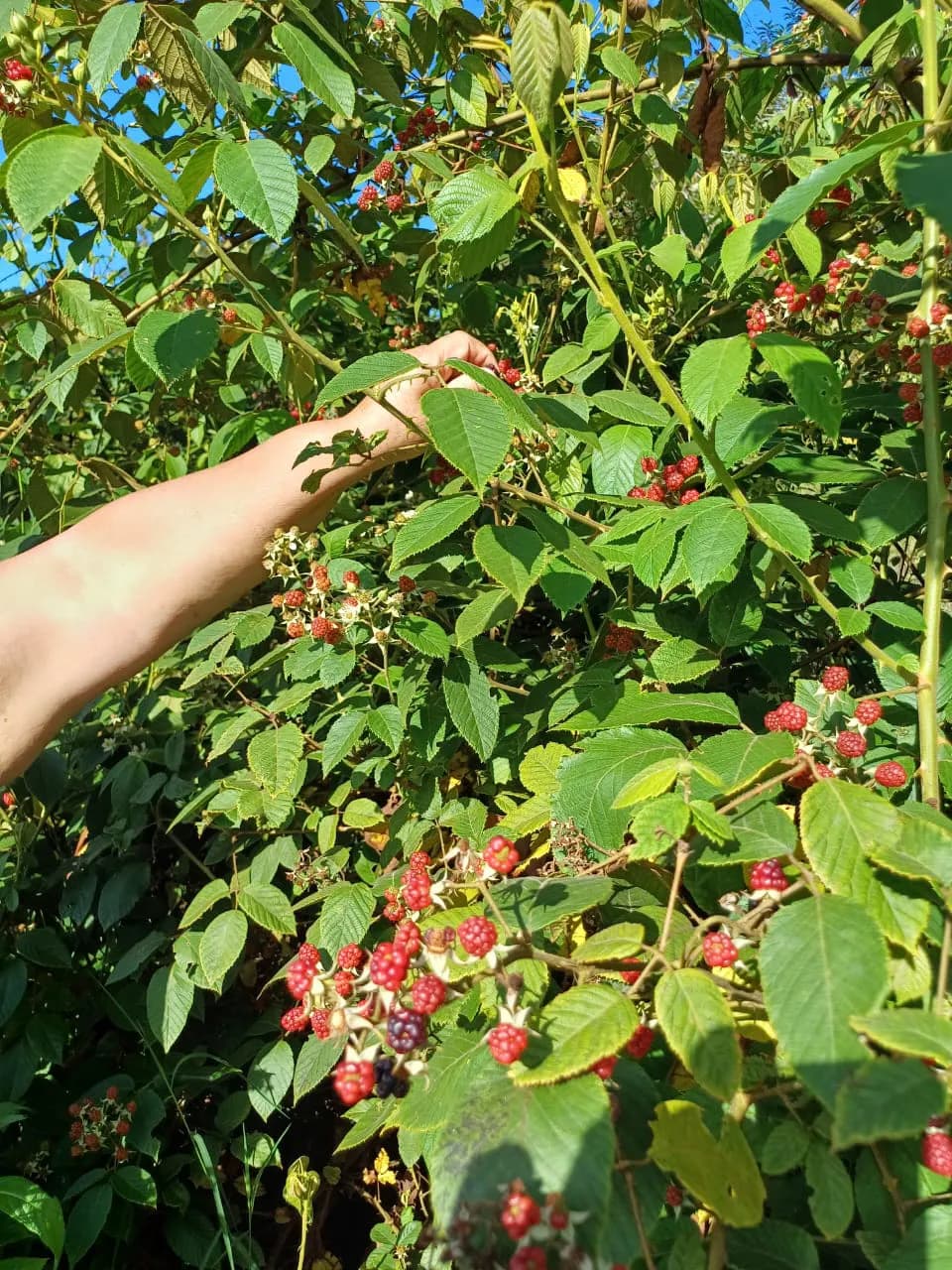 Finca ubicada en Campamento Vargas de Páramo PZ — foto 5