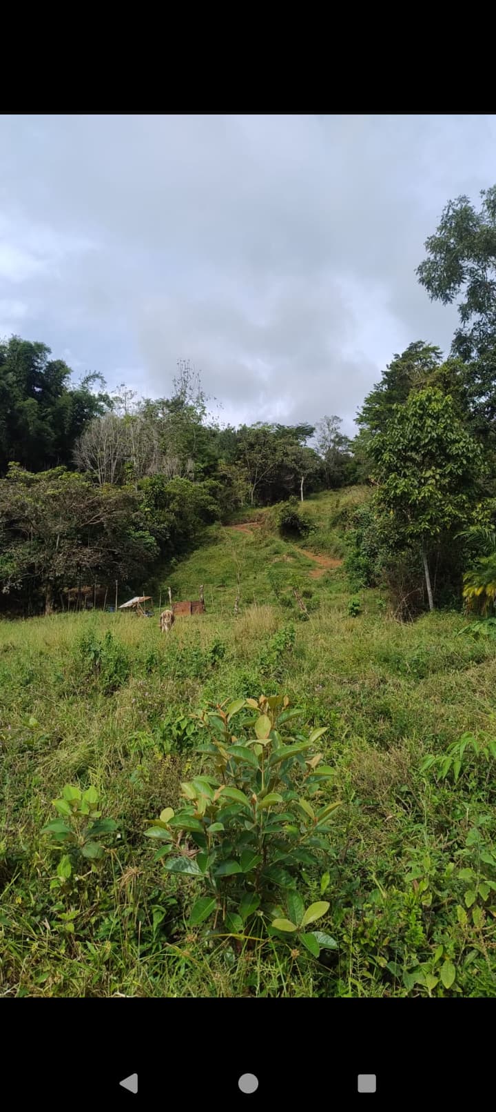 Finca de 4 hectáreas — foto 2