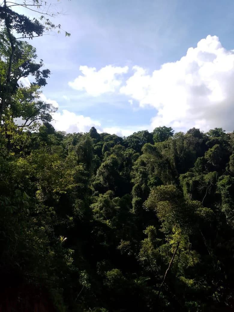 Finca de Bosque Primario, Quepos, Savegre — foto 3