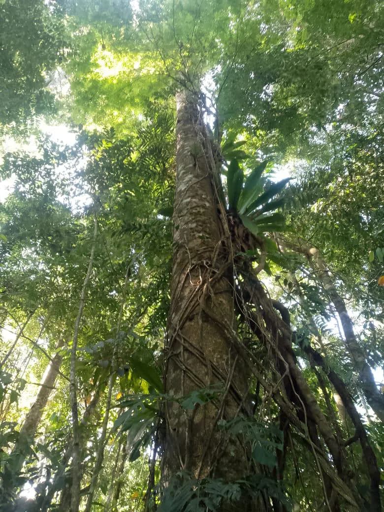 Finca de Bosque Primario, Quepos, Savegre — foto 4